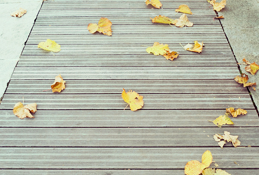 dried leaves fallen on boardwalk