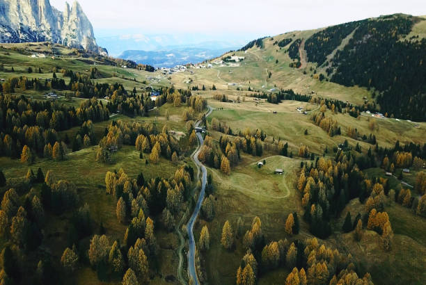 alberi in alpe di sisto - alto adige summer travel destinations vacations foto e immagini stock