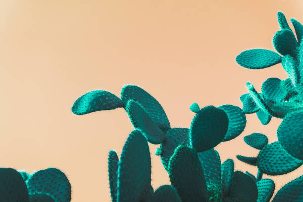 istock green prickly pear cactus on orange background 1137932846