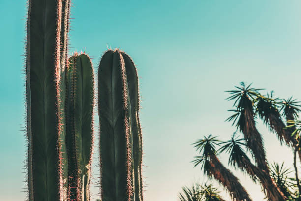 istock cactus and palms on turquoise blue sky background 1137932850