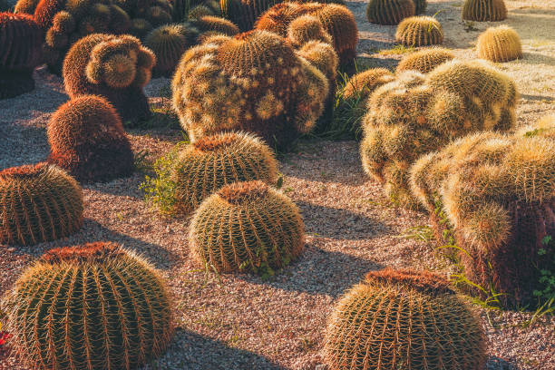 istock Round Golden Barrel cactus garden 1137932851