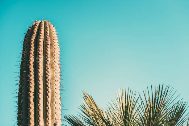 istock cactus and palm on turquoise blue sky background 1137932852