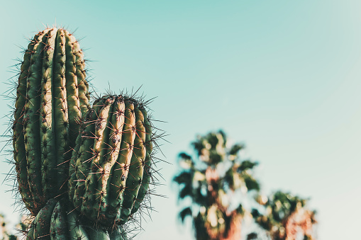 green cactus plant during daytime photo – Free Cactus Image on Unsplash