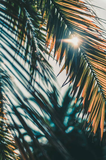 istock palm leaves covering the sunlight at sunset 1137932874