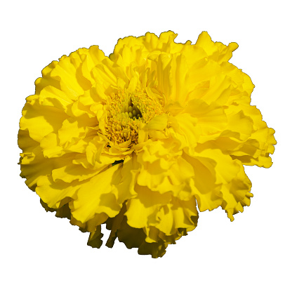 picture of a yellow marigold flower on a white background