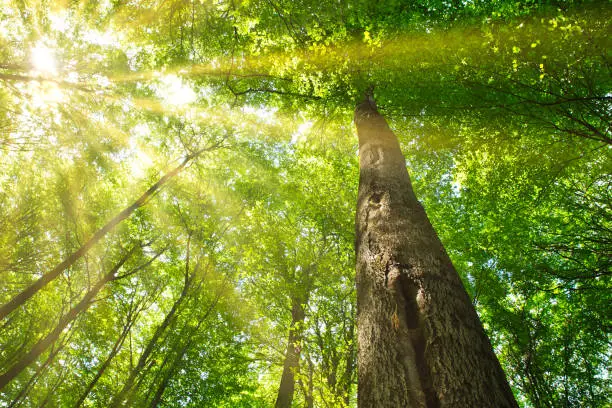 Sun rays through the canopy of a powerful beech tree