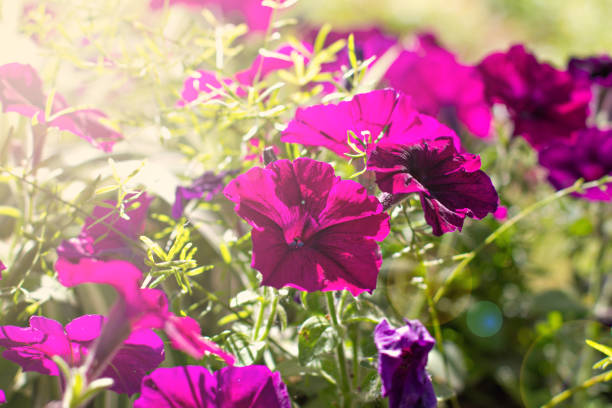 istock Purple petunias 1137935351