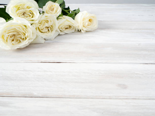 istock White roses on a white wooden table with morning light 1137935366