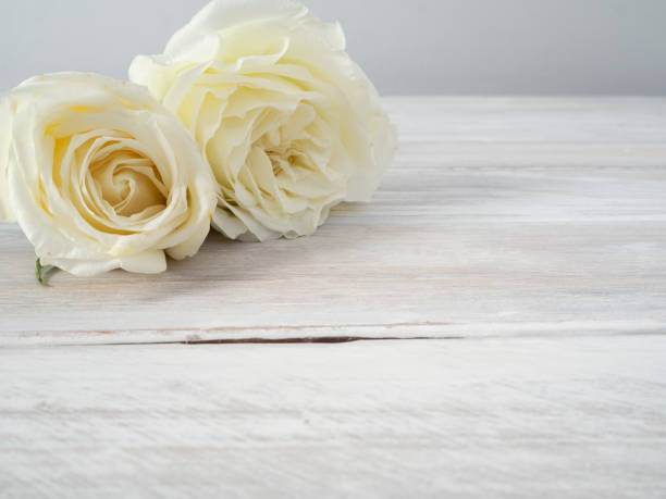 istock White roses on a white wooden table with morning light 1137935407