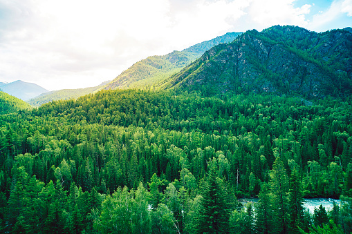 Valley and mountain ridge. thick forest nature landscape aerial drone view high above thick forests. Beautiful taiga landscape. Wild pristine nature.