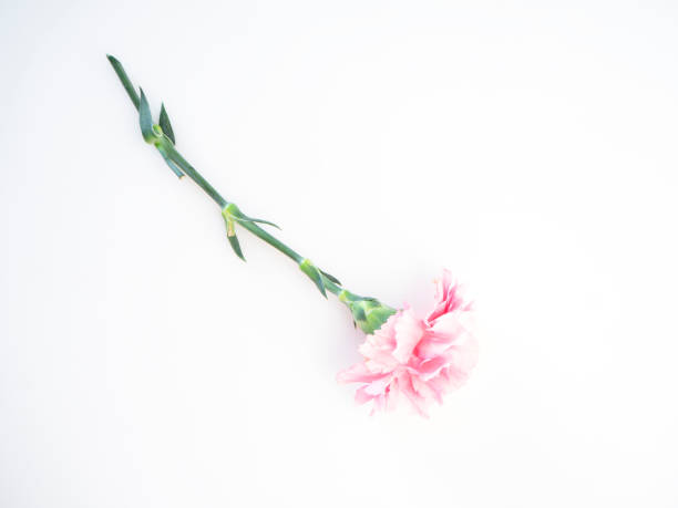 istock Pink carnations flower for Mother's day 1137935649