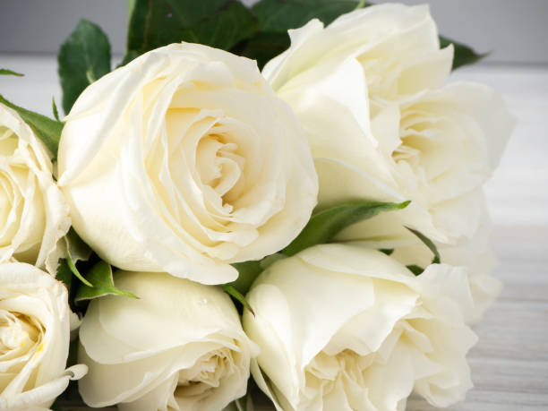 istock White roses on a white wooden table with morning light 1137935701