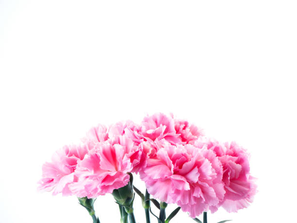 istock Single Pink carnations flower for Mother's day 1137935808