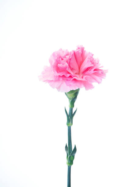 istock Single Pink carnations flower for Mother's day 1137935871