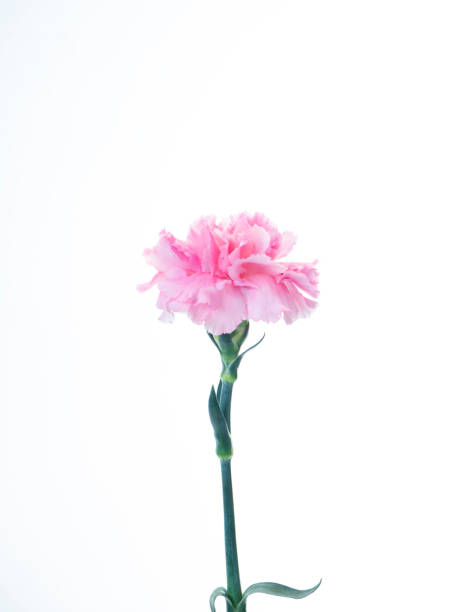 istock Single Pink carnations flower for Mother's day 1137935878