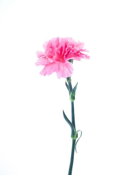 istock Single Pink carnations flower for Mother's day 1137935879