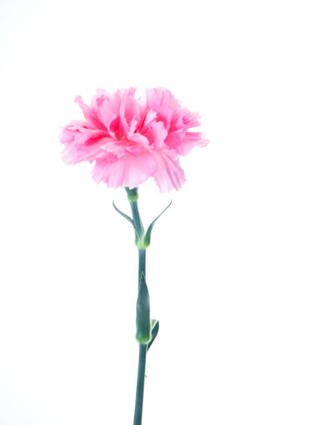 istock Single Pink carnations flower for Mother's day 1137935922