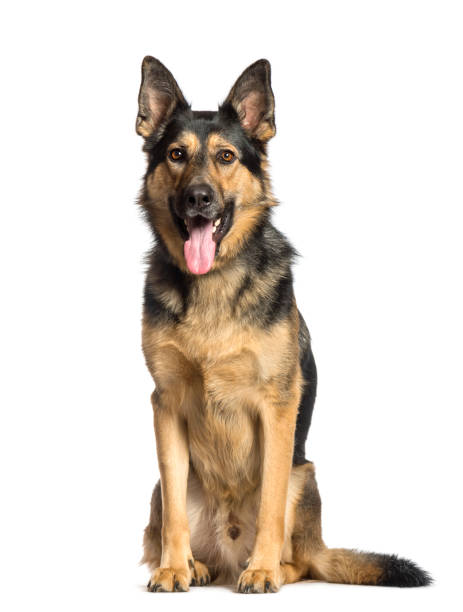 istock German Shepherd sitting in front of white background 1137936566