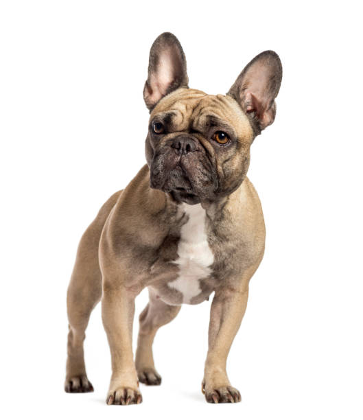 istock French Bulldog in front of white background 1137936715
