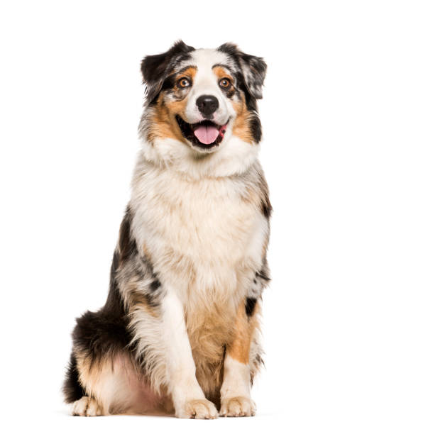 istock Australian Shepherd, 1 year old, sitting in front of white background 1137936796