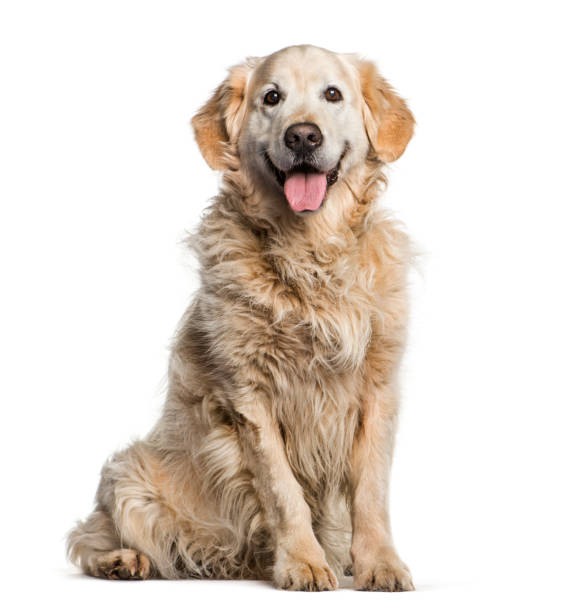 istock Golden Retriever sitting in front of white background 1137936818