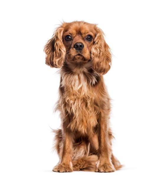 istock Cavalier King Charles Spaniel sitting in front of white background 1137936899