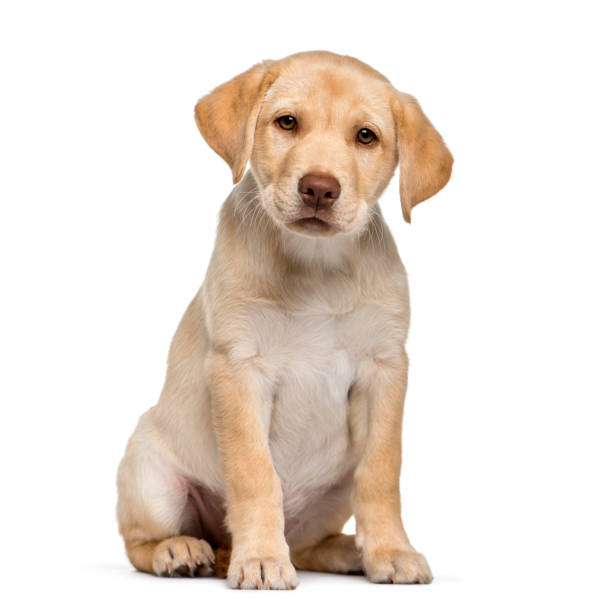 Labrador Retriever, 2 months old, sitting in front of white background