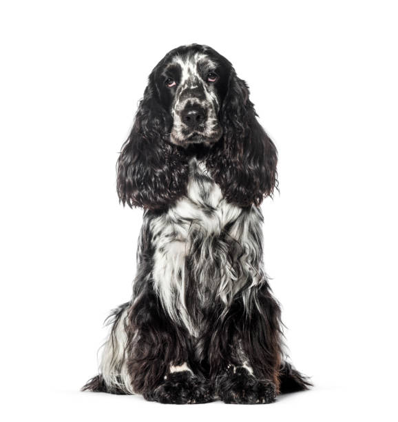 istock Cocker sitting in front of white background 1137936930