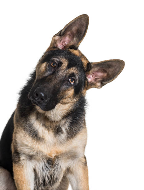 German Shepherd, 7 months old, in front of white background German Shepherd, 7 months old, in front of white background head cocked stock pictures, royalty-free photos & images