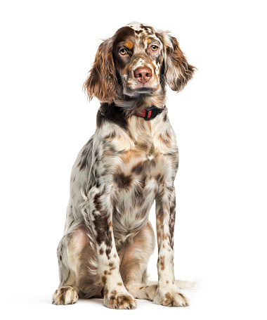 Puppy and adult english setters play fighting in the living room.