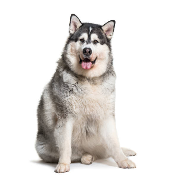 istock Alaskan Malamute sitting in front of white background 1137936966