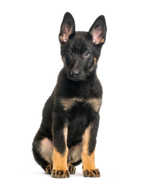 istock Mixed breed dog, 4 months old, sitting in front of white background 1137936983