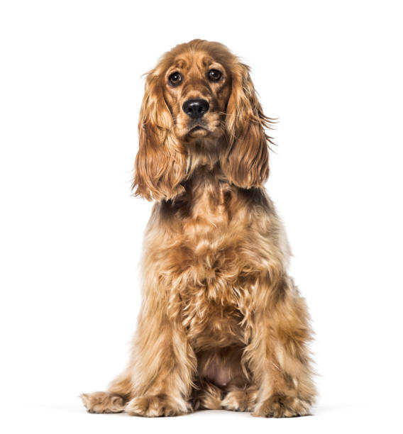istock English Cocker sitting in front of white background 1137936998