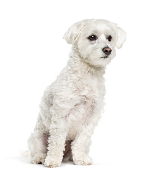 istock Maltese dog sitting in front of white background 1137937013