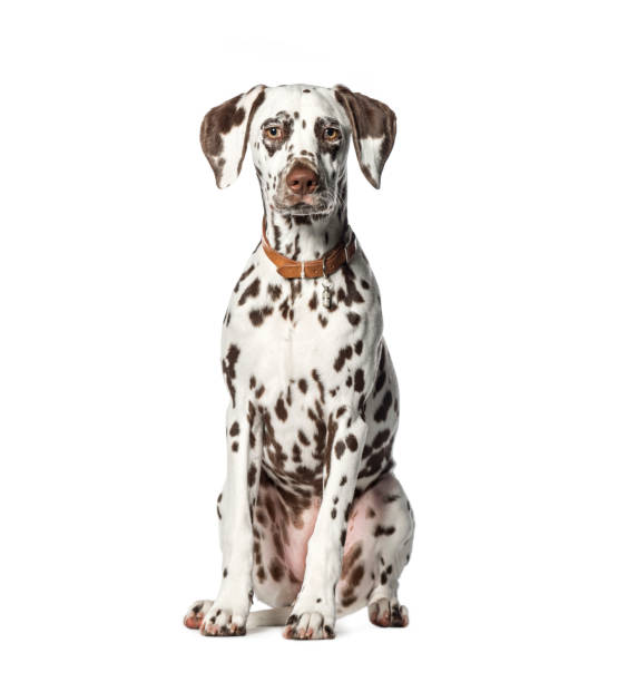 istock Dalmatian sitting in front of white background 1137937041
