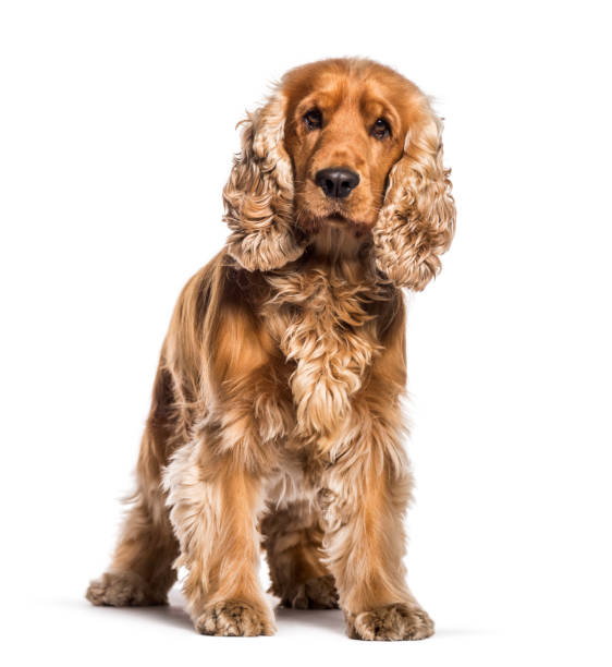 istock English Cocker Spaniel sitting in front of white background 1137937092