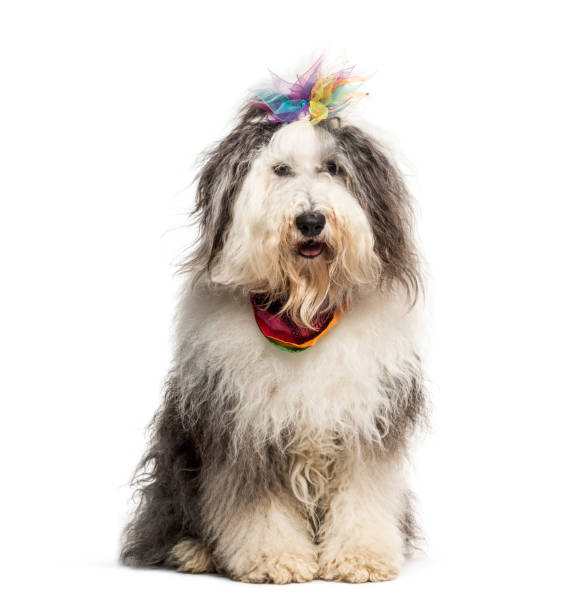 istock Mixed-breed dog sitting in front of white background 1137937097