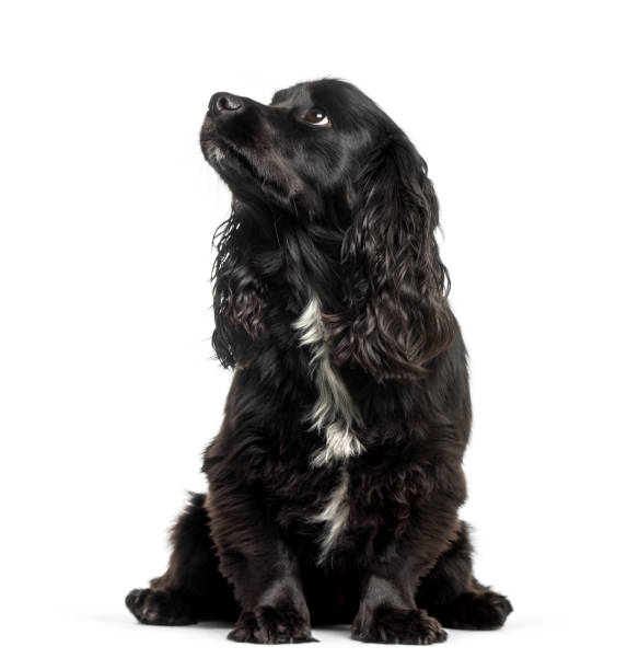 istock Cavalier King Charles Spaniel sitting in front of white background 1137937099
