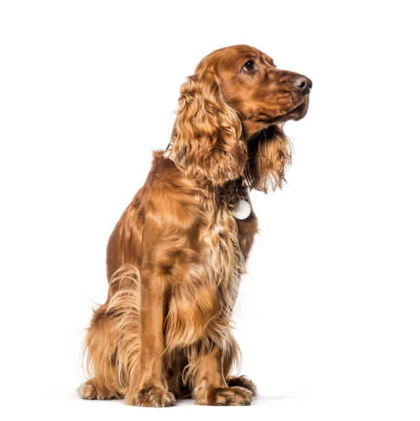 istock English Cocker Spaniel sitting in front of white background 1137937103
