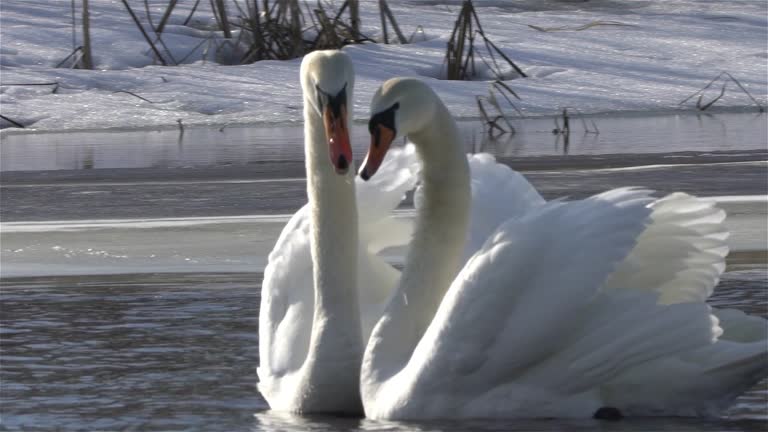 Mute swan (Cygnus olor)