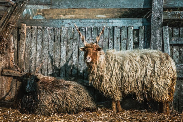 istock Two racka sheeps of different color patterns in rural environment 1137939349