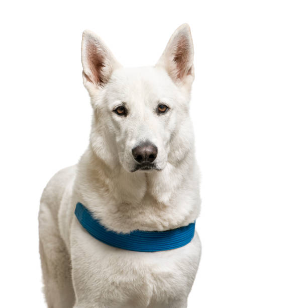 istock White Swiss Shepherd, 5 years old, in front of white background 1137939835