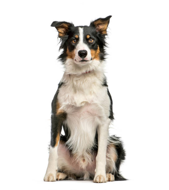 istock Border Collie, 1 year old, sitting in front of white background 1137939845