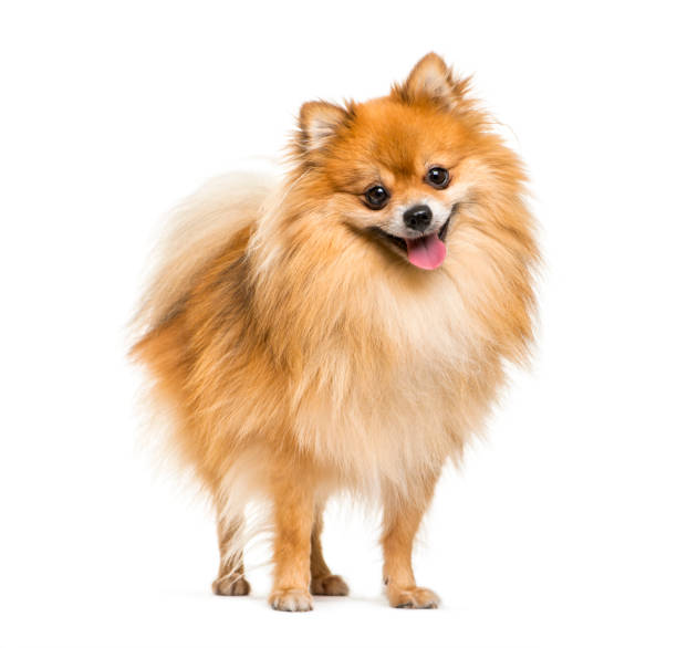 Pomeranian, 2 years old, in front of white background Pomeranian, 2 years old, in front of white background spitz type dog stock pictures, royalty-free photos & images