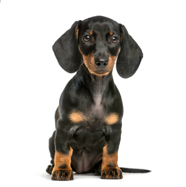 istock Dachshund, 2 months old, sitting in front of white background 1137940359