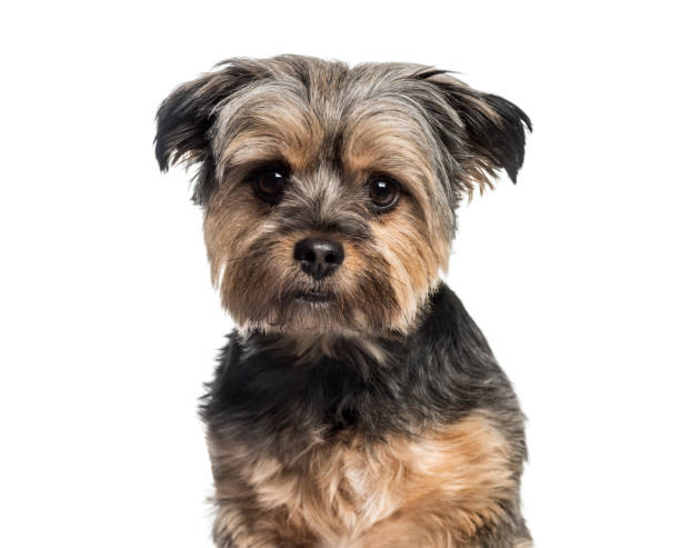 istock Mixed-breed dog, 3 years old, in front of white background 1137940401