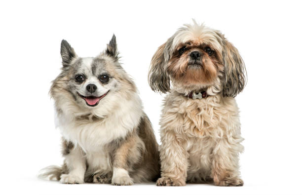 istock Mixed-Breed dog sitting in front of white background 1137940402