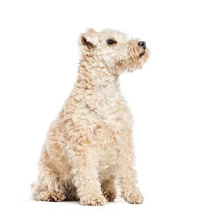 Lakeland Terrier, 6 years old, sitting in front of white background