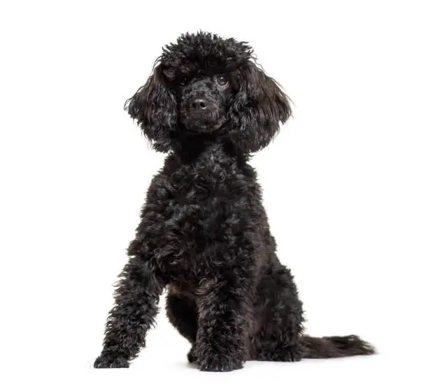 Photo of Poodle, 9 months old, sitting in front of white background