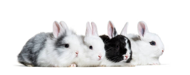 istock Four young rabbits, 8 weeks old, in a row in front of white background 1137940443